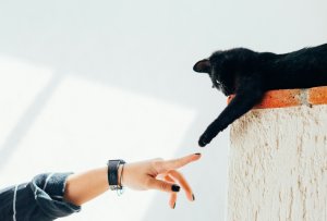 Qu’est-ce qu’un.e comportementaliste félin ?
