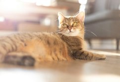 L'organisation de la journée d'un chat