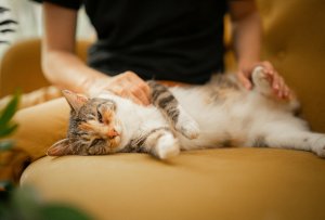 Pourquoi faire appel à un.e cat sitter professionnel.le pour faire garder son chat